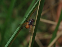 Huttonobesseria verecunda