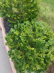 Buxus sempervirens