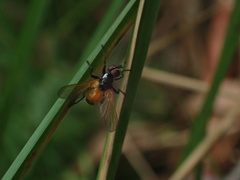 Huttonobesseria verecunda
