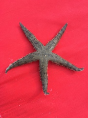 Archaster typicus