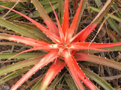 Bromelia serra
