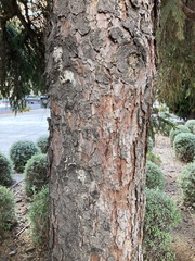 Picea