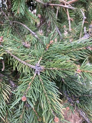 Picea
