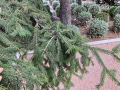 Picea