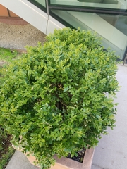 Buxus sempervirens