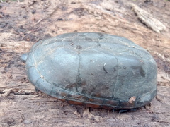 Kinosternon scorpioides scorpioides