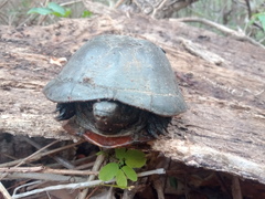 Kinosternon scorpioides scorpioides