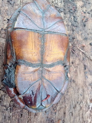 Kinosternon scorpioides scorpioides