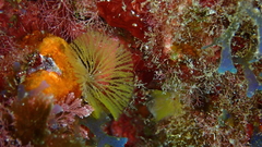 Bugulina
