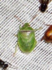 Piezodorus purus