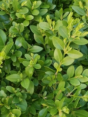 Buxus sempervirens