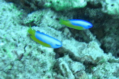 Pomacentrus auriventris