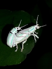 Compsus viridivittatus