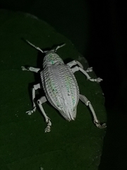 Compsus viridivittatus