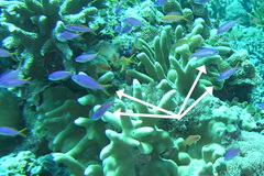 Mirolabrichthys tuka