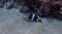 Serranus papilionaceus