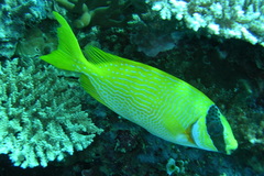 Siganus puellus