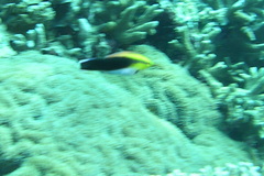 Labroides pectoralis