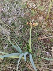 Pancratium maritimum