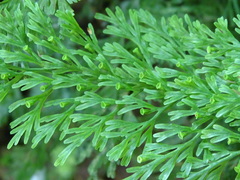 Vandenboschia maxima