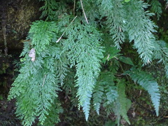 Vandenboschia maxima