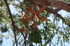 Entandrophragma caudatum