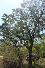 Entandrophragma caudatum