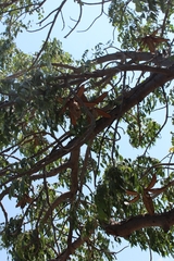 Entandrophragma caudatum