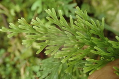 Vandenboschia maxima