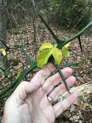 Citrus trifoliata — photo 2