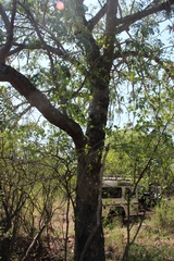 Entandrophragma caudatum