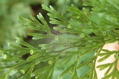 Vandenboschia maxima