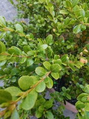 Buxus microphylla
