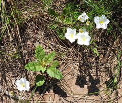 Nierembergia rigida