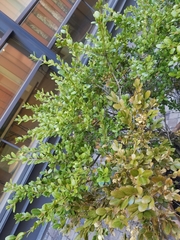 Buxus microphylla