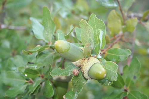 Image of Quercus infectoria by (c) Edmundas Greimas, some rights reserved (CC BY)