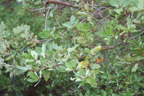 Image of Quercus infectoria by (c) Edmundas Greimas, some rights reserved (CC BY)