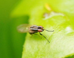 Poecilohetaerus aquilus