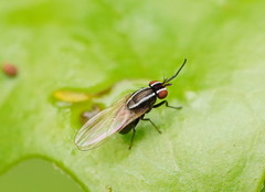 Poecilohetaerus aquilus