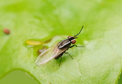Poecilohetaerus aquilus