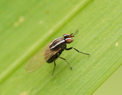 Poecilohetaerus aquilus