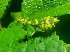 Callibia diana