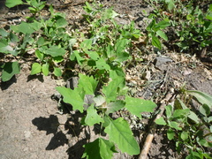 Chenopodium album