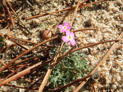 Malcolmia triloba