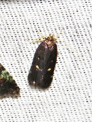 Protolychnis maculata