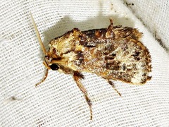 Scotinochroa inconsequens