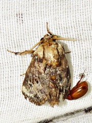 Scotinochroa inconsequens