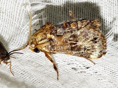 Scotinochroa inconsequens