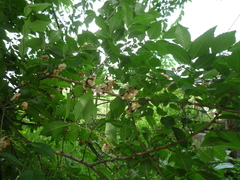 Ulmus pumila