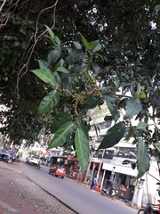 Ficus tinctoria